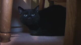 Filthy cock sucking teen slut goes down on dick